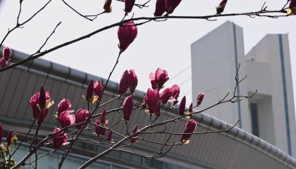 半岛体育-2026中超联赛第2轮 浙江俱乐部1-1上海申花 Match Day比赛日纪实