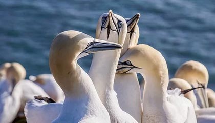 Kaiyun：把好运写进日常的软文之旅